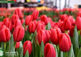 Tulipa Surrender ® (3)